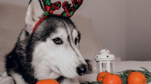 can-dogs-eat-oranges-featured