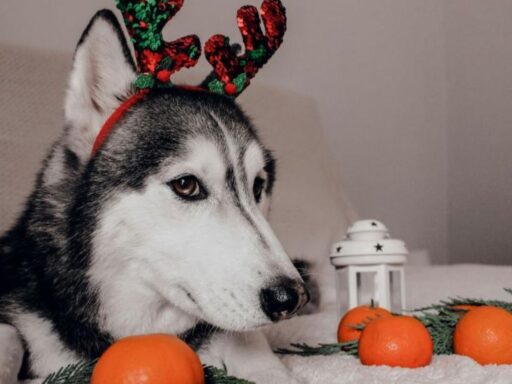 can-dogs-eat-oranges-featured