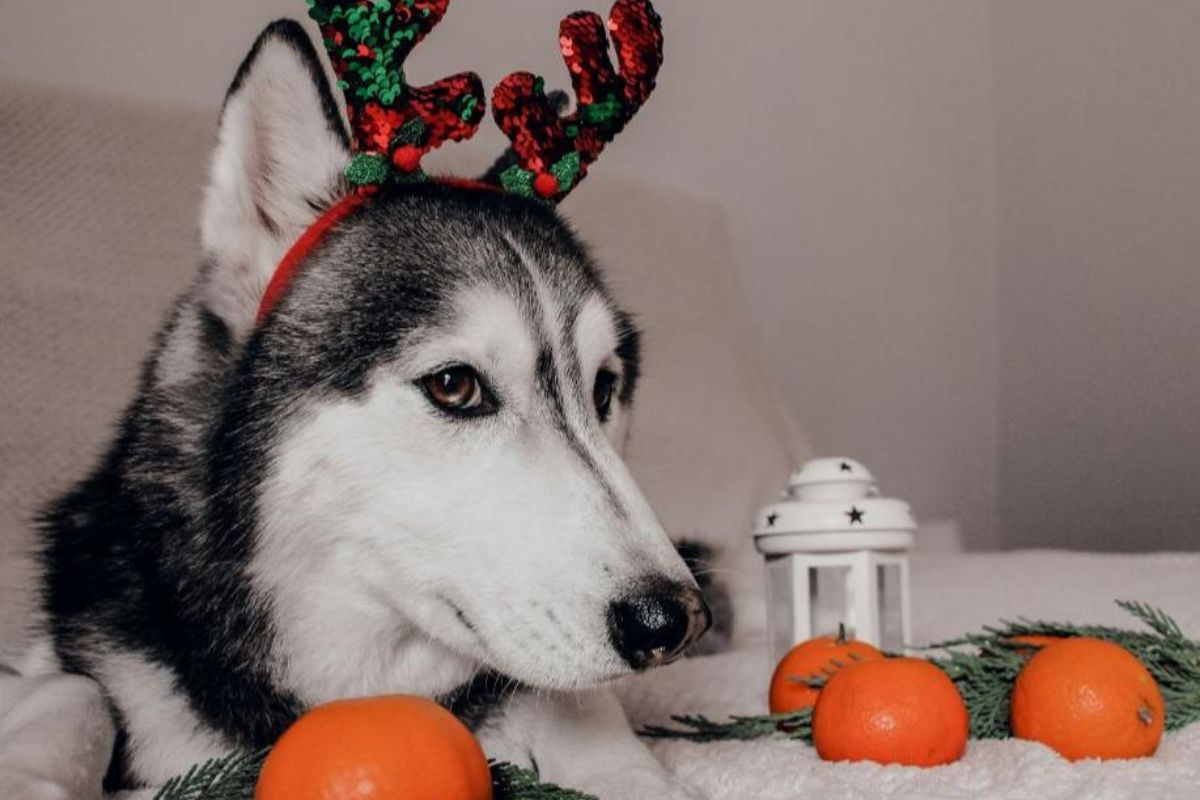 can-dogs-eat-oranges-featured