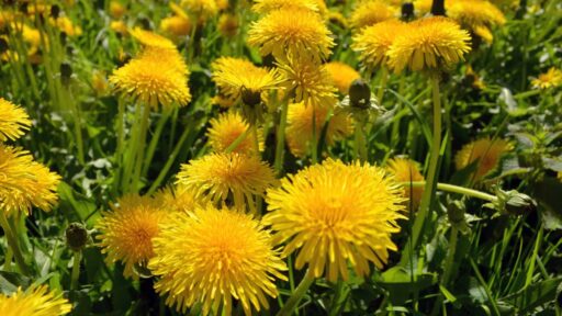 how-to-make-dandelion-tea-featured