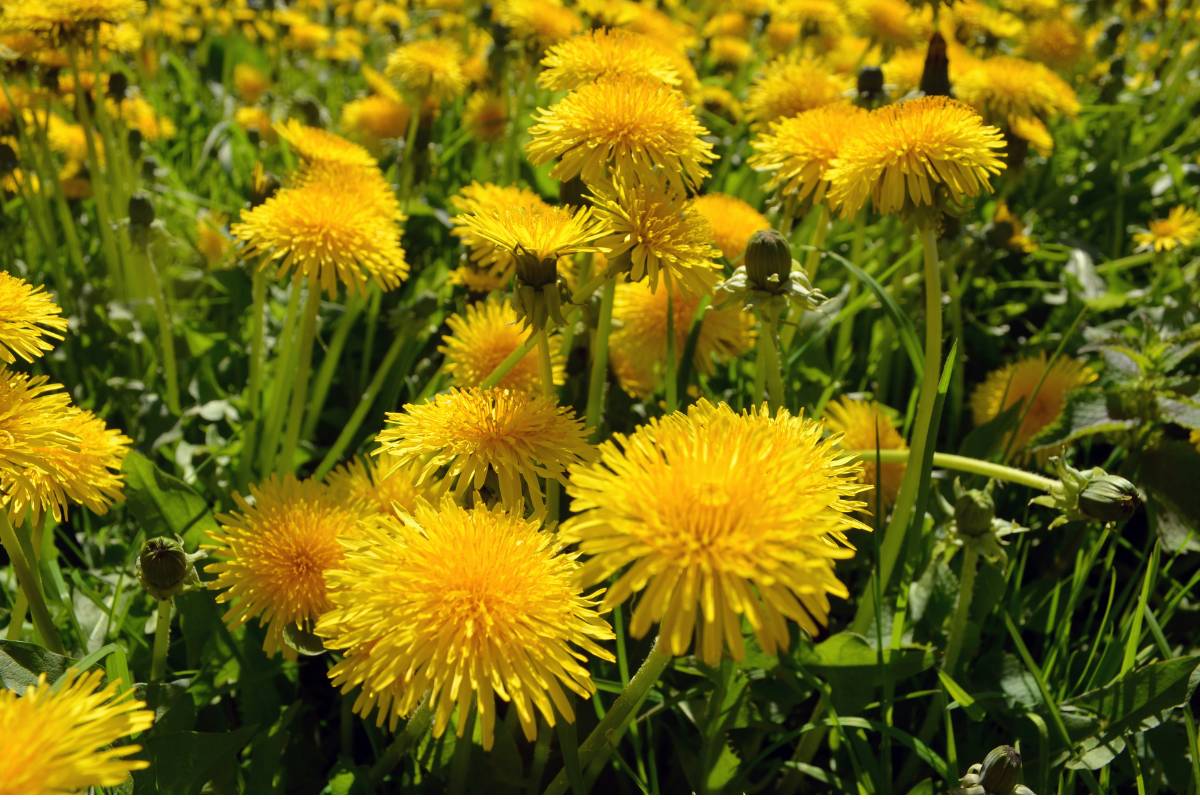 how-to-make-dandelion-tea-featured