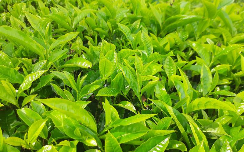 how-to-prepare-green-tea-ingredients-and-tools