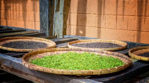 is-green-tea-or-black-tea-better-for-you-featured