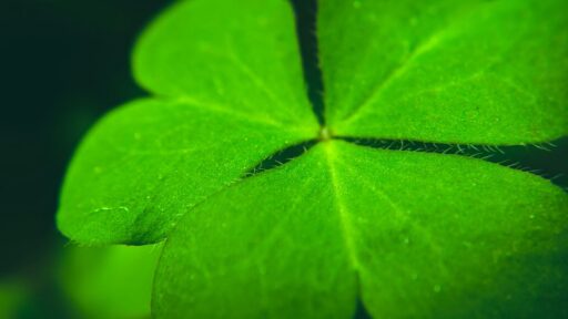 four-leaf-clover