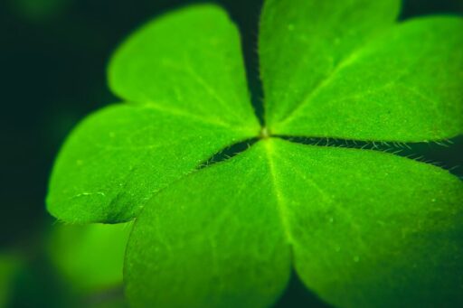 four-leaf-clover