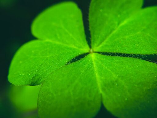 four-leaf-clover