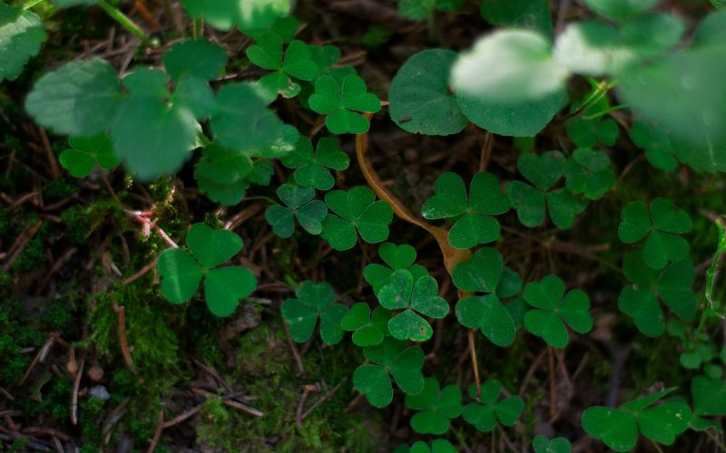 four-leaf-clover-how-to-find