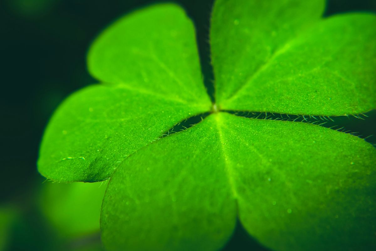 four-leaf-clover