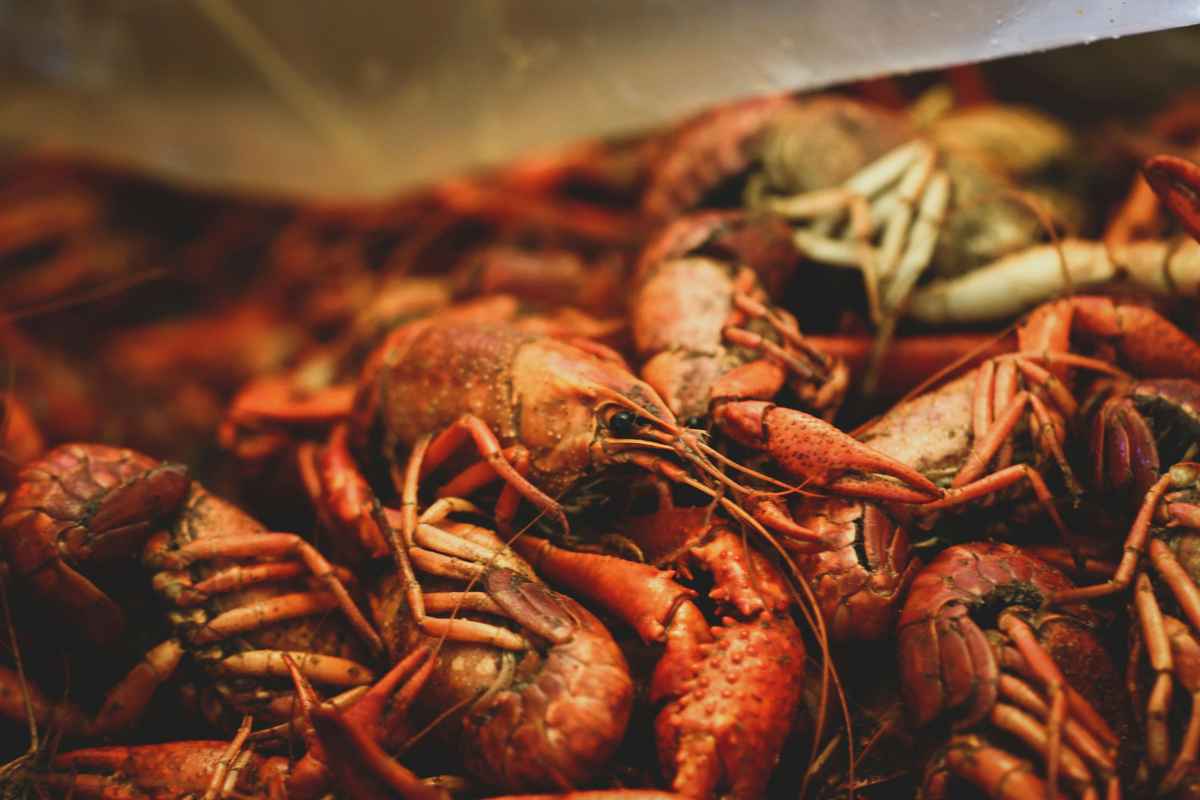 how-to-reheat-a-seafood-boil-featured